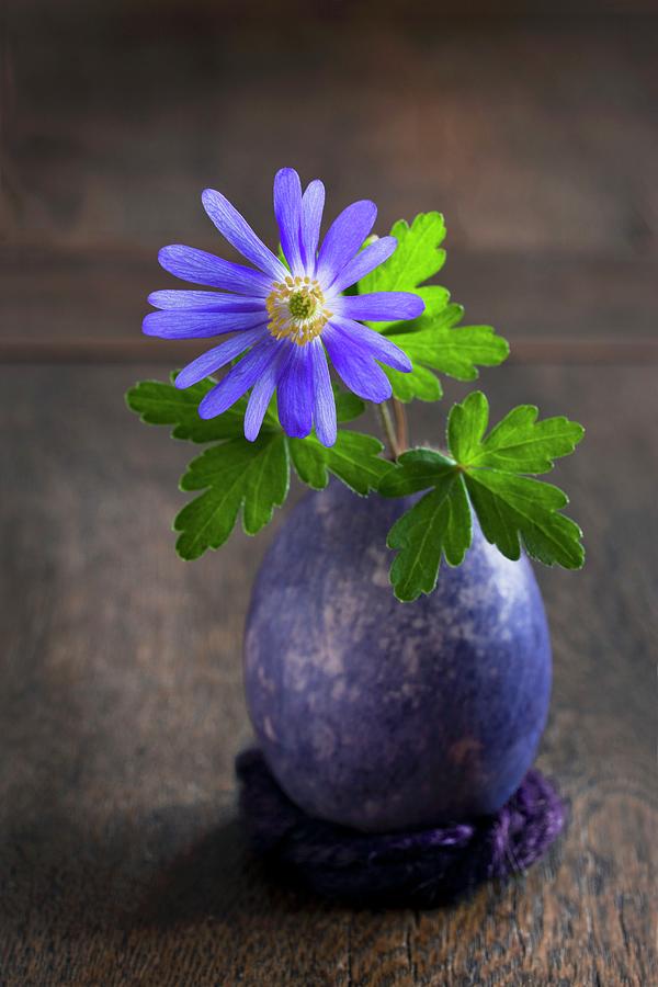 Blue Anemone And Leaves In Blue-painted, Blown Duck Photograph by Sabine Lscher