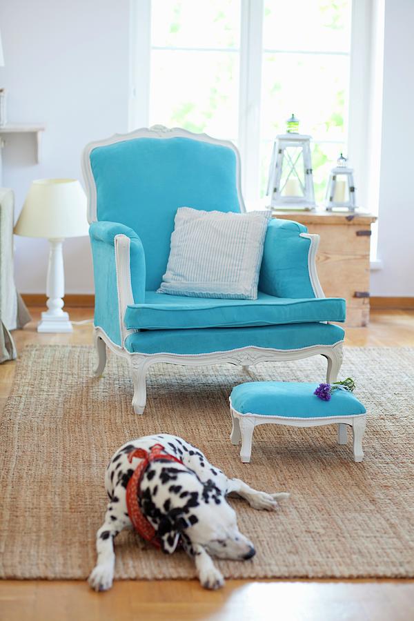 Blue Antique Armchair With Stool On A Carpet, A Dalmatian Lying On The Carpet In The Foreground Photograph by Studio Lipov