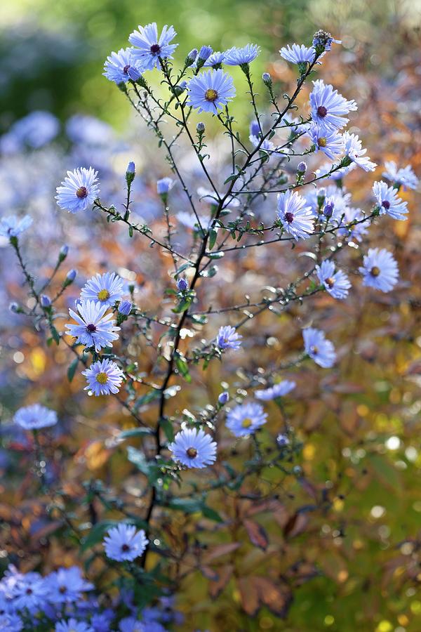 Blue Asters In Autumn Sunlight Photograph by Sibylle Pietrek