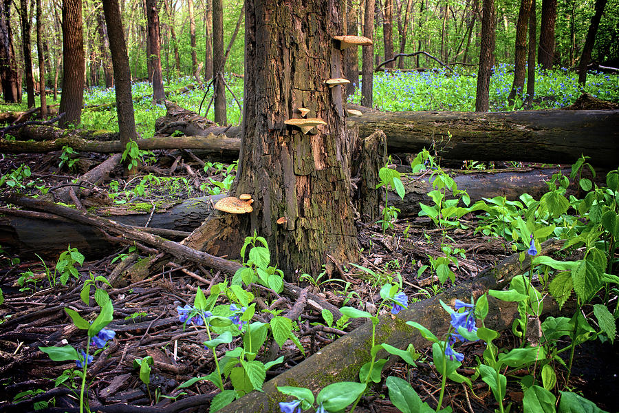 Blue Photograph - Blue Bell Woodlands by Bonfire Photography Blue Photograph - Blue Bell Woodlands by Bonfire Photography