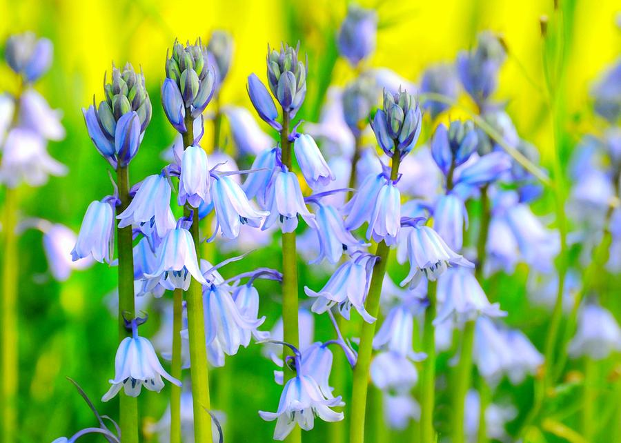Flower Photograph - Blue Bells by Diana Angstadt
