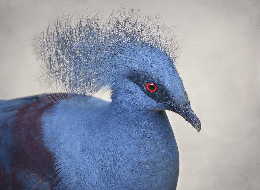 Blue Bird Photograph by Anne Hawken