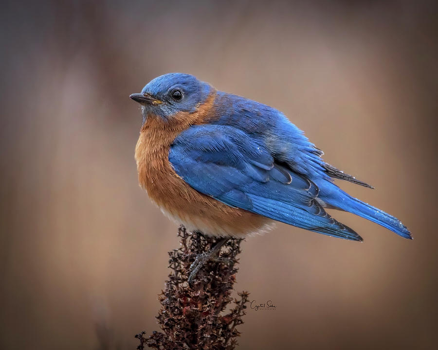 Blue bird Photograph by Crystal Socha