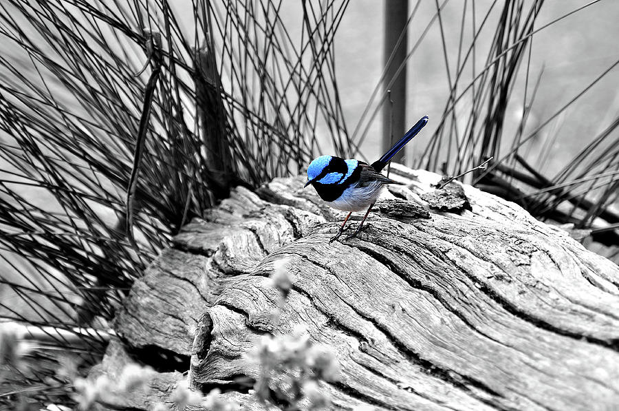 Blue Bird Photograph by David Hancock