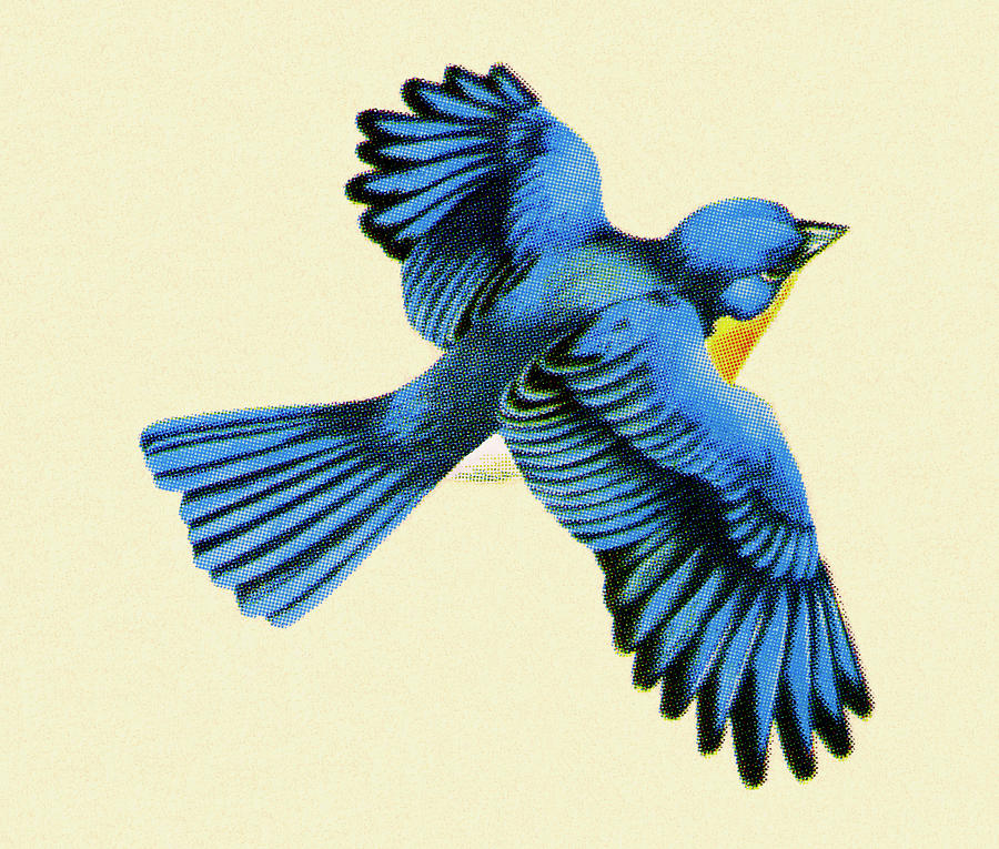 Bluebird Drawing - Blue Bird Flying by CSA Images