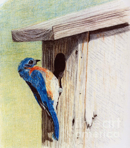 Blue Bird Drawing by Glenda Zuckerman