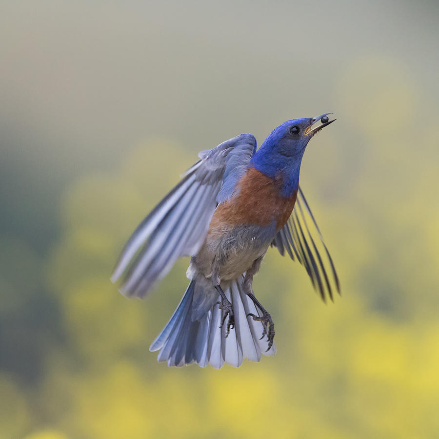 Blue Bird In Flight Photograph by Weilian | Fine Art America