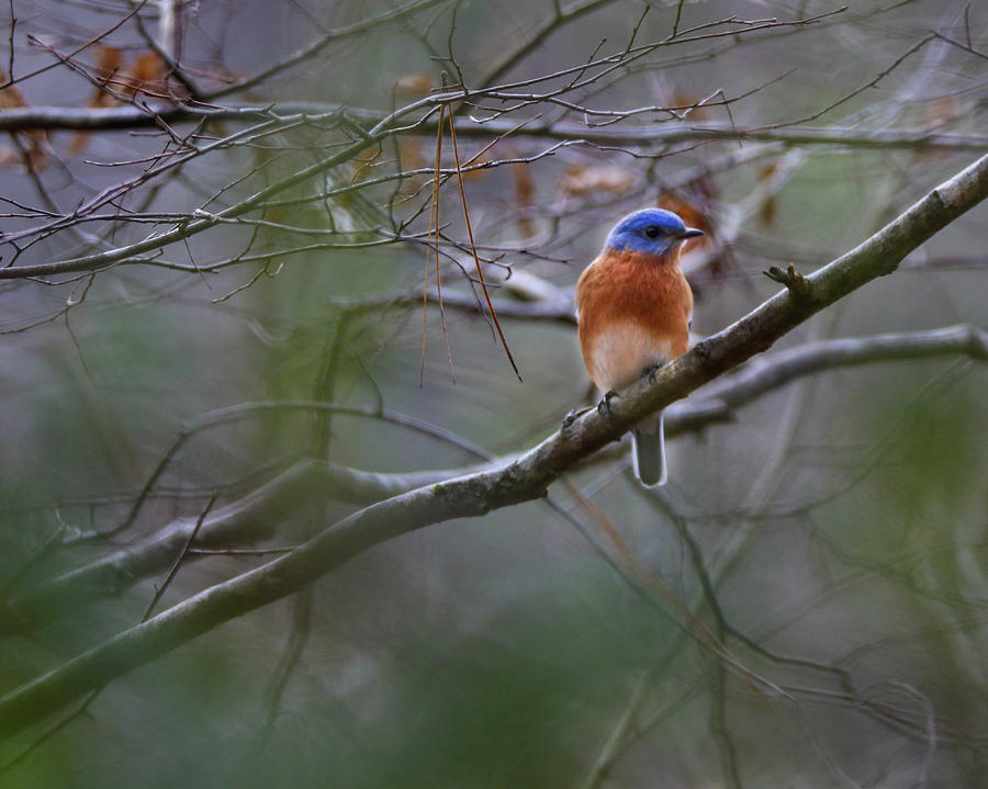 Blue Bird Siting In A Tree Photograph