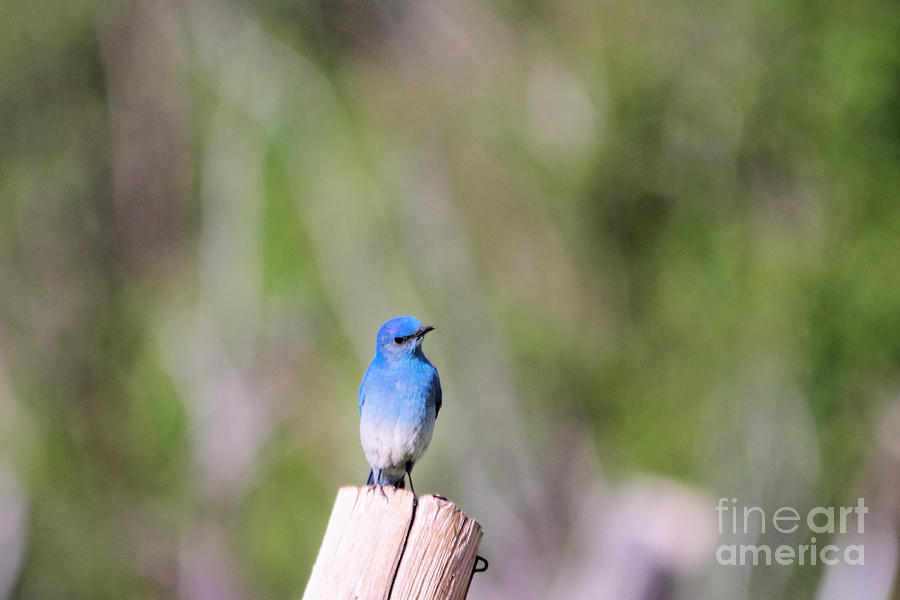 Bluebird Photograph - Blue bird tilts its head  by Jeff Swan