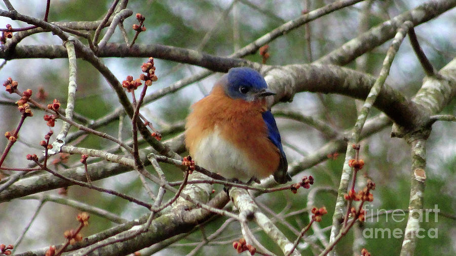Blue Bird Photograph by Eunice Warfel