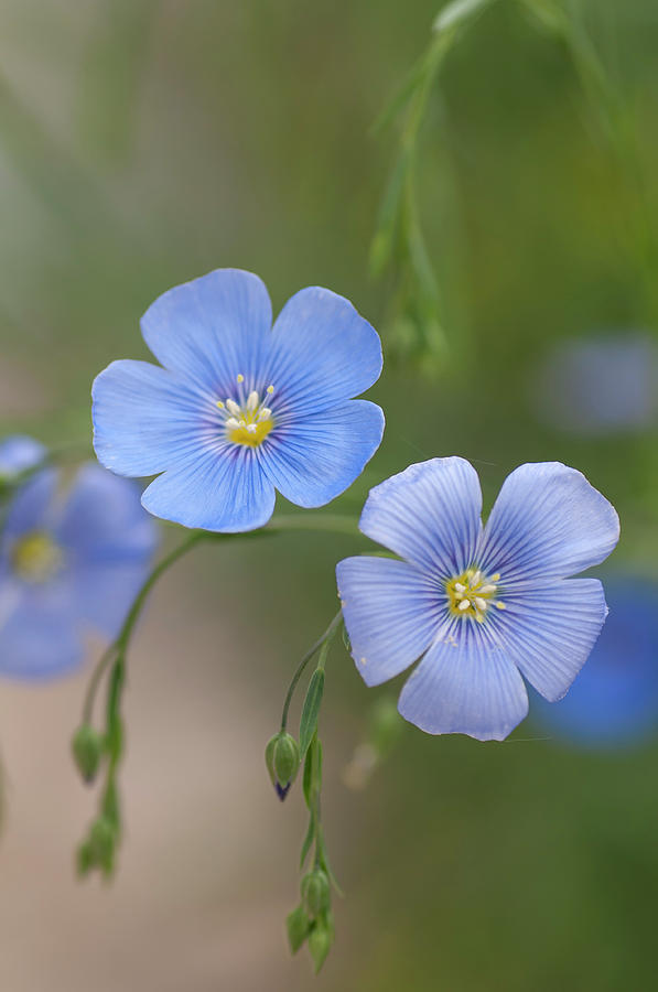 Blue Blooms of Flax 2 Photograph by Jenny Rainbow