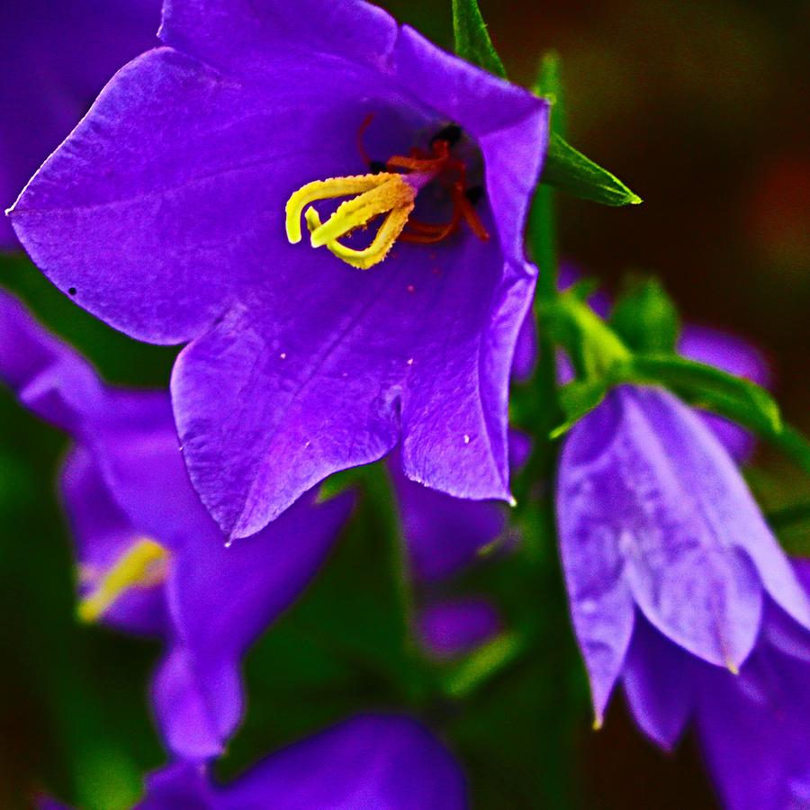 Blue Blossom Photograph by Loretta S