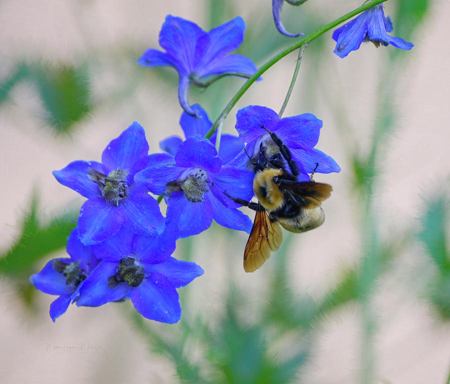Blue Blossoms For Honey Bees Photograph by Maria Angelica Maira
