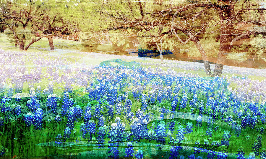 Blue Bonnet Field Painting by Grace Popp