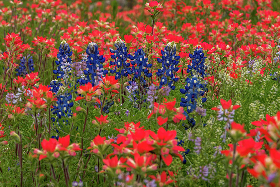 Download Blue Bonnets Among the Paintbrush Photograph by Eric Albright