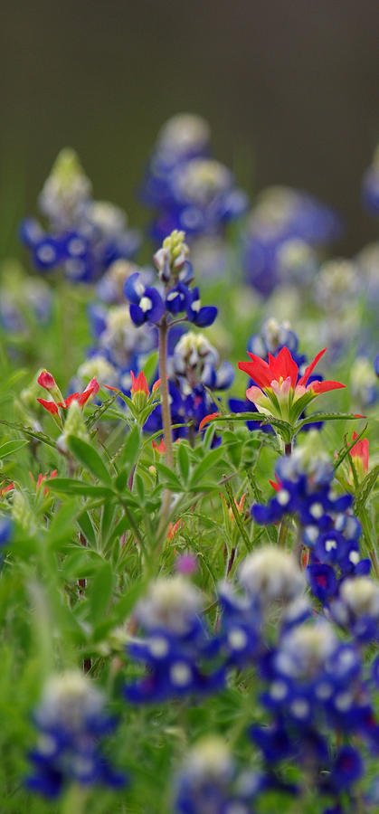 Blue Bonnets and a Paintbrush Photograph by Amanda Smith