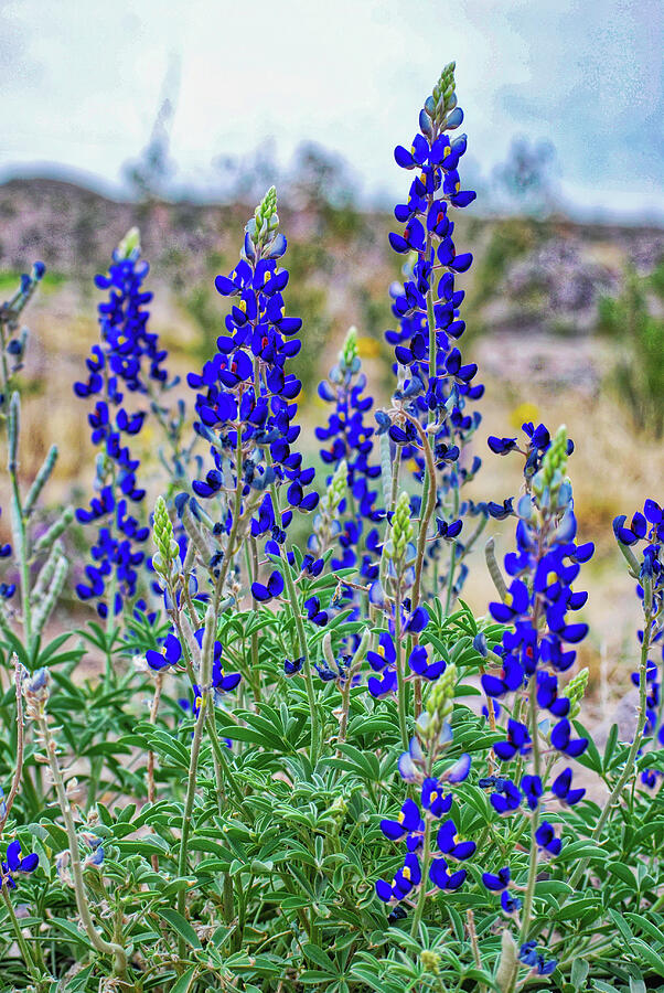 Blue Bonnets in Big Bend Photograph by Cathy P Jones - Fine Art America