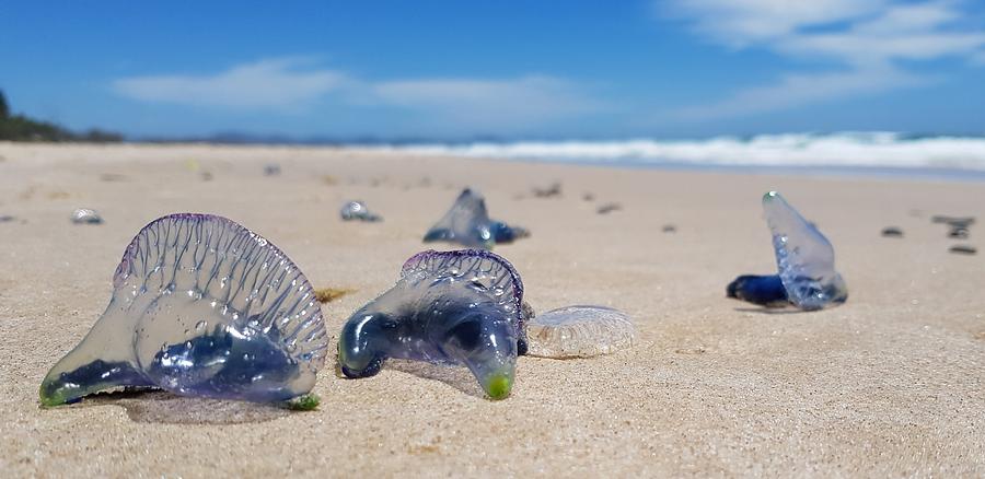 Blue Bottles Photograph by Chris Cousins Blue Bottles Photograph by Chris Cousins