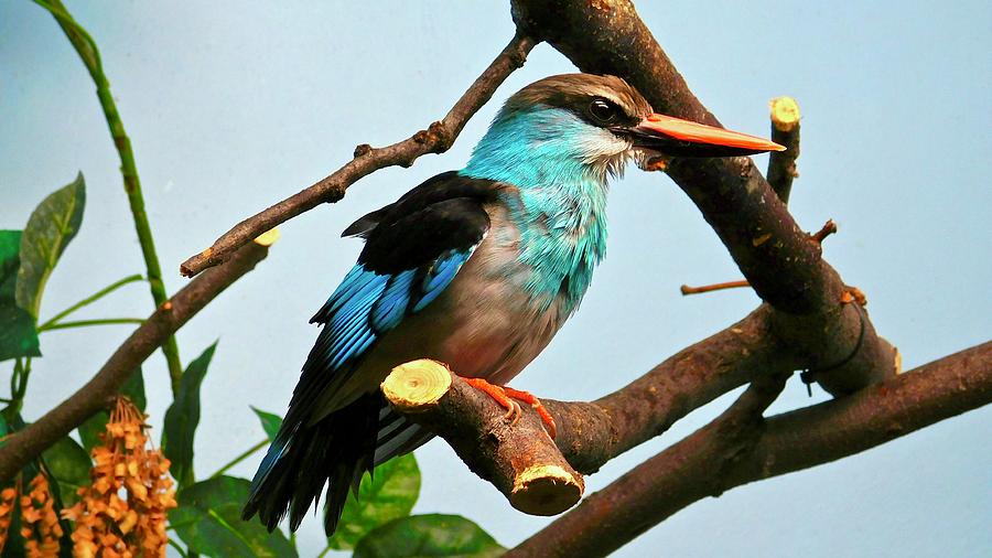 Blue-breasted Kingfisher Photograph by Dan Miller
