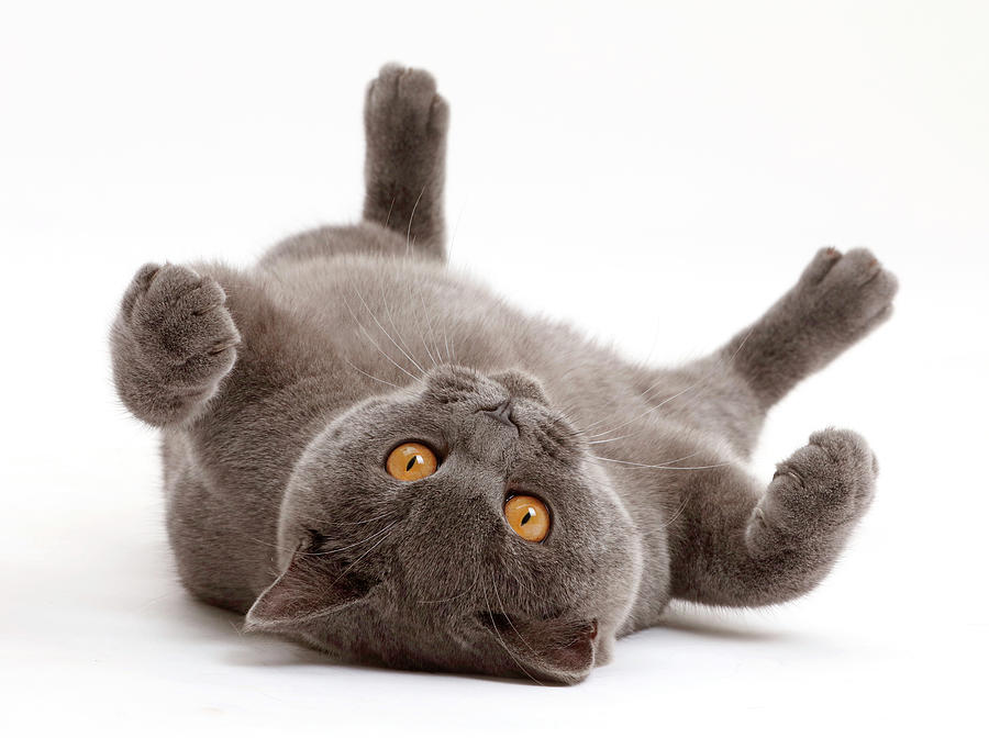 Blue British Shorthair Cat Lying On His Back Photograph by Mark Taylor