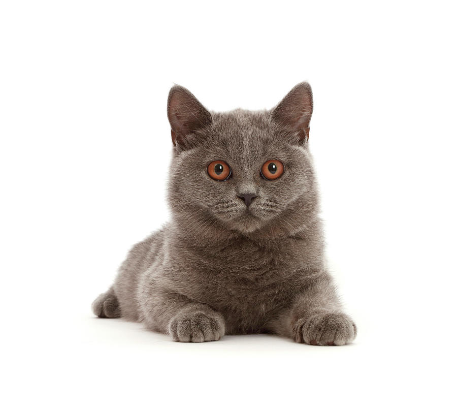 Blue British Shorthair Kitten Lying Down Photograph by Mark Taylor ...