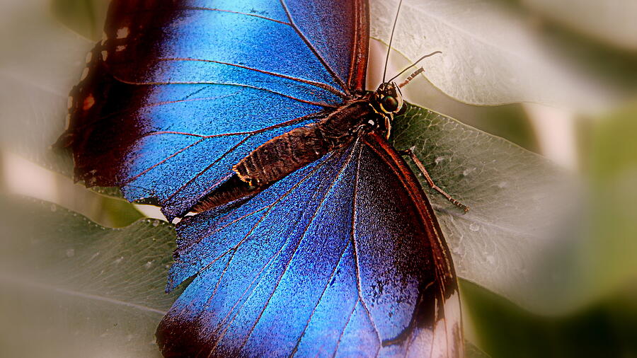Butterfly Photograph - Blue Butterfly by Arlane Crump