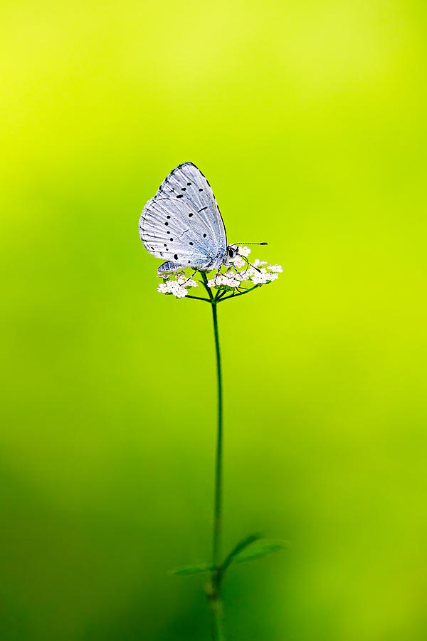 Blue Butterfly In A Green Setting Photograph by Magnus Renmyr