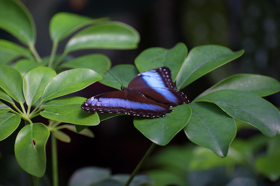 Blue Butterfly Photograph