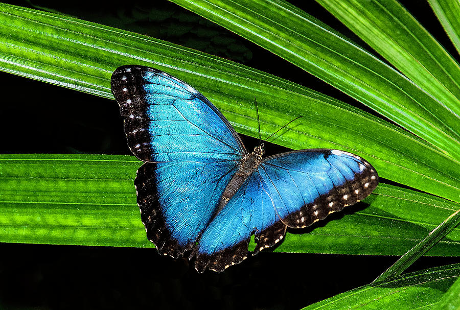 Common Blue Morpho Butterfly Photograph by Marlene Ritenour - Fine Art ...