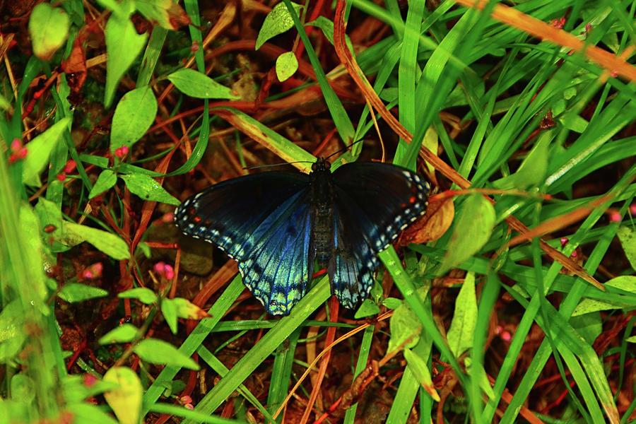 Blue Butterfly of Shenandoah Photograph by Raymond Salani III