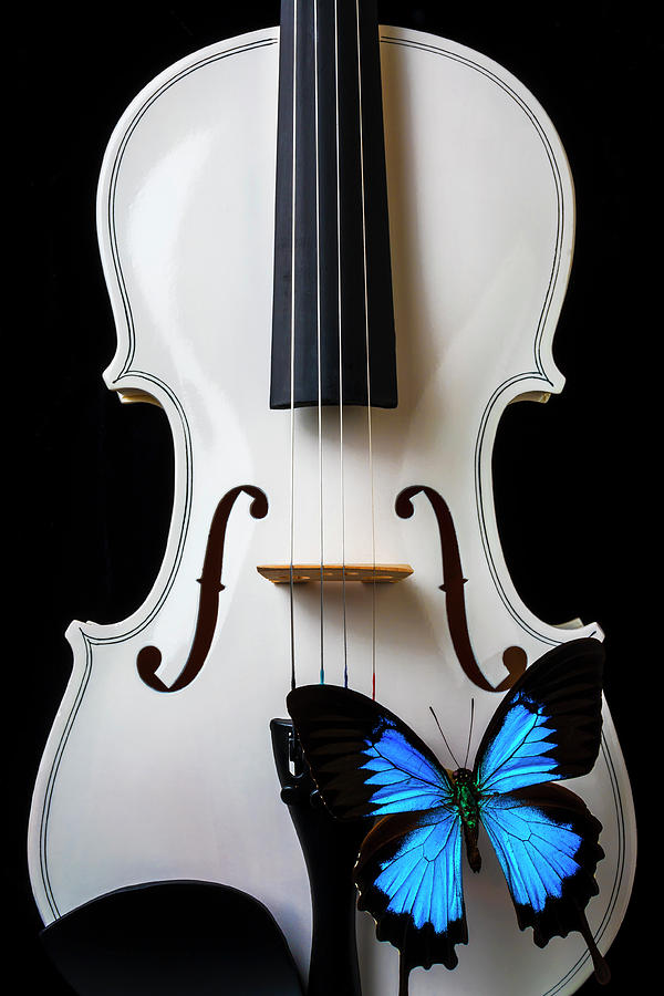 Blue Butterfly On White Violin Photograph by Garry Gay