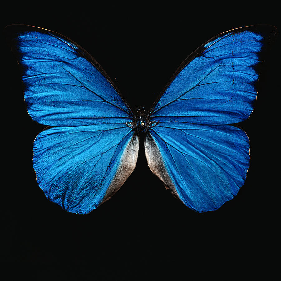 Blue Butterfly Photograph by Paul Beard