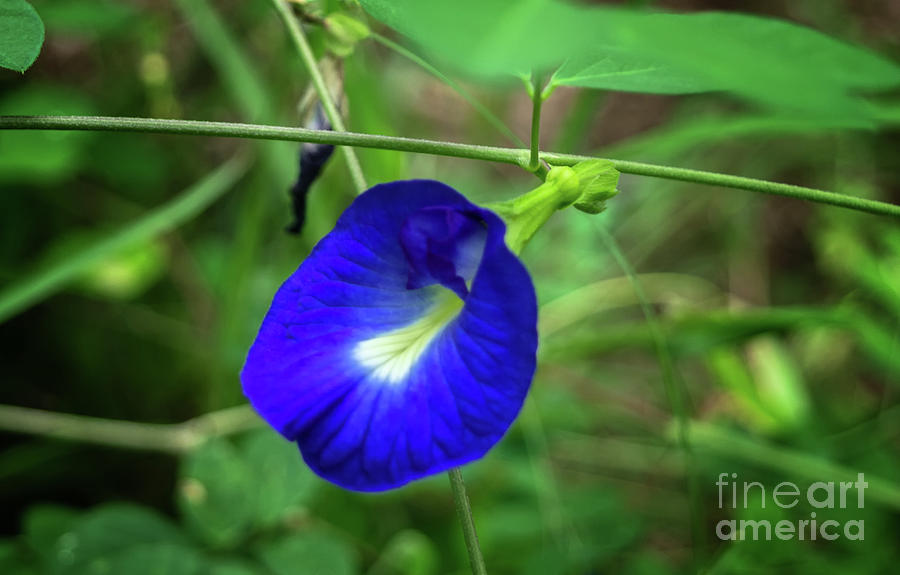 Blue Butterfly Pea Photograph by Michelle Meenawong