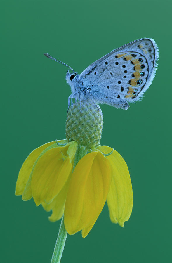Blue Butterfly Plebejus Argyrognomon Photograph by Nhpa