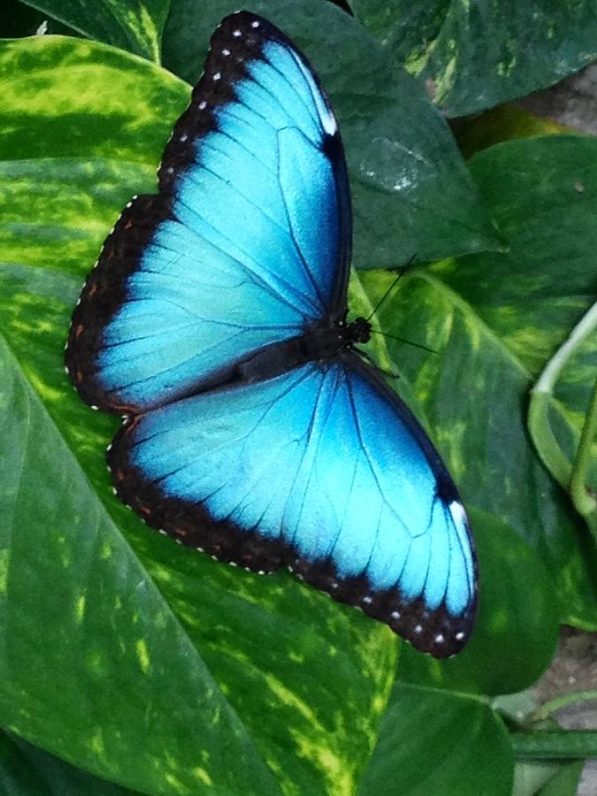 Blue Butterfly Photograph by Tina Clark - Fine Art America