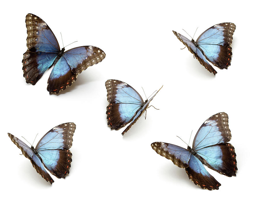 Blue Butterflys Photograph by Proxyminder