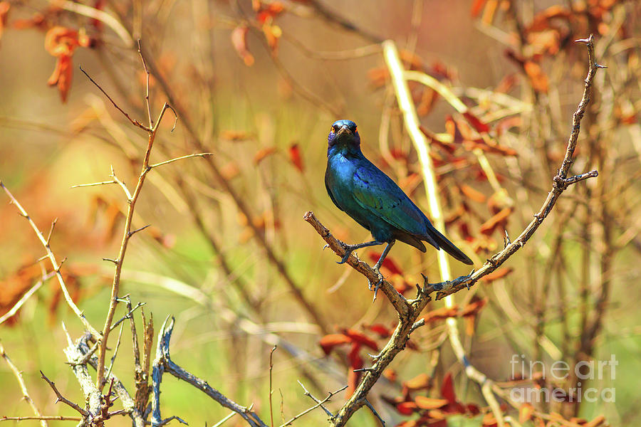 Blue Cape starling Photograph by Benny Marty
