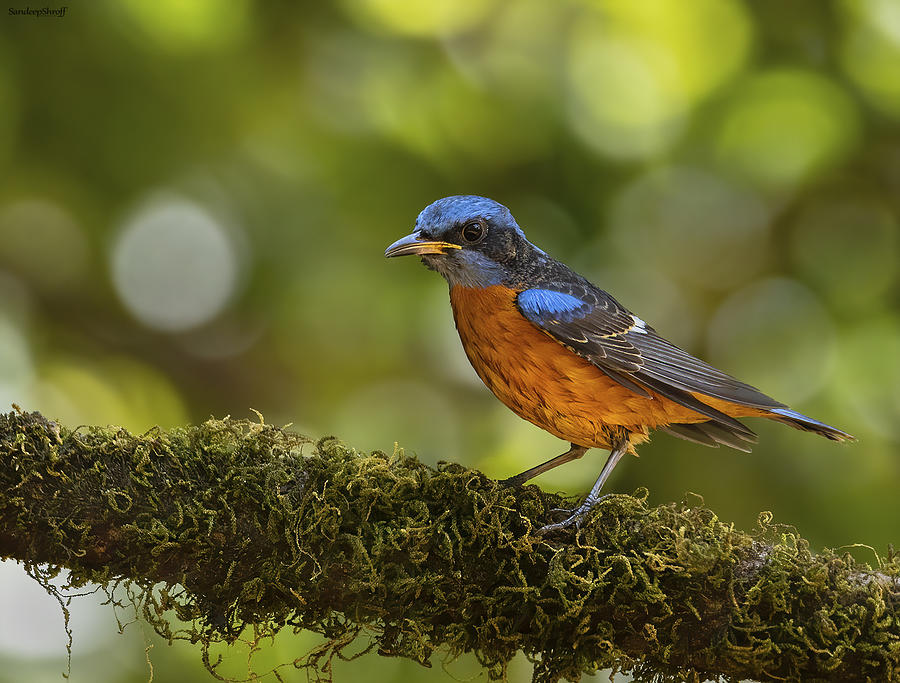 Blue Capped Rock Thrush Photograph by Sandeep Shroff - Fine Art America