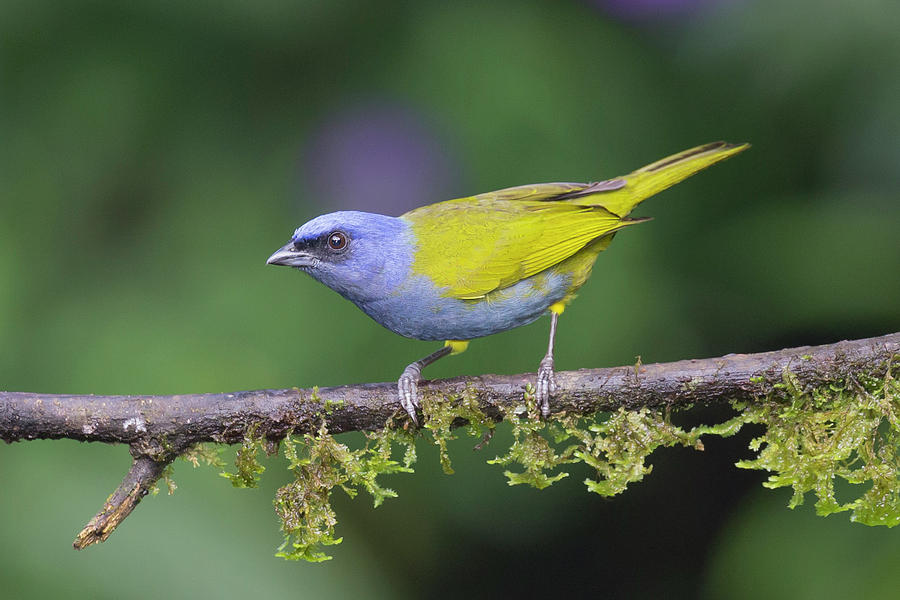 Blue-capped Tanager Photograph by Glenn Lahde | Pixels