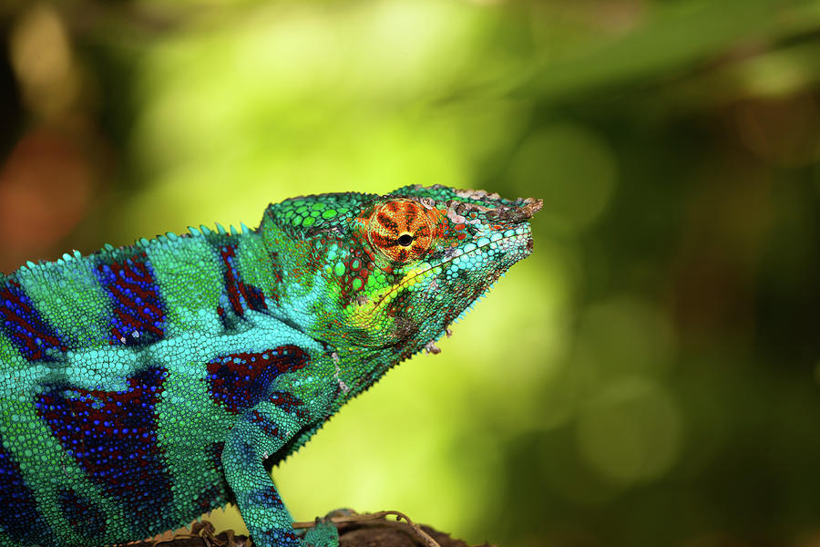 Blue Chameleon Photograph by Hnijjar007
