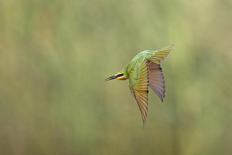 Nature Photograph - Blue-cheeked Bee-eater by Shlomo Waldmann