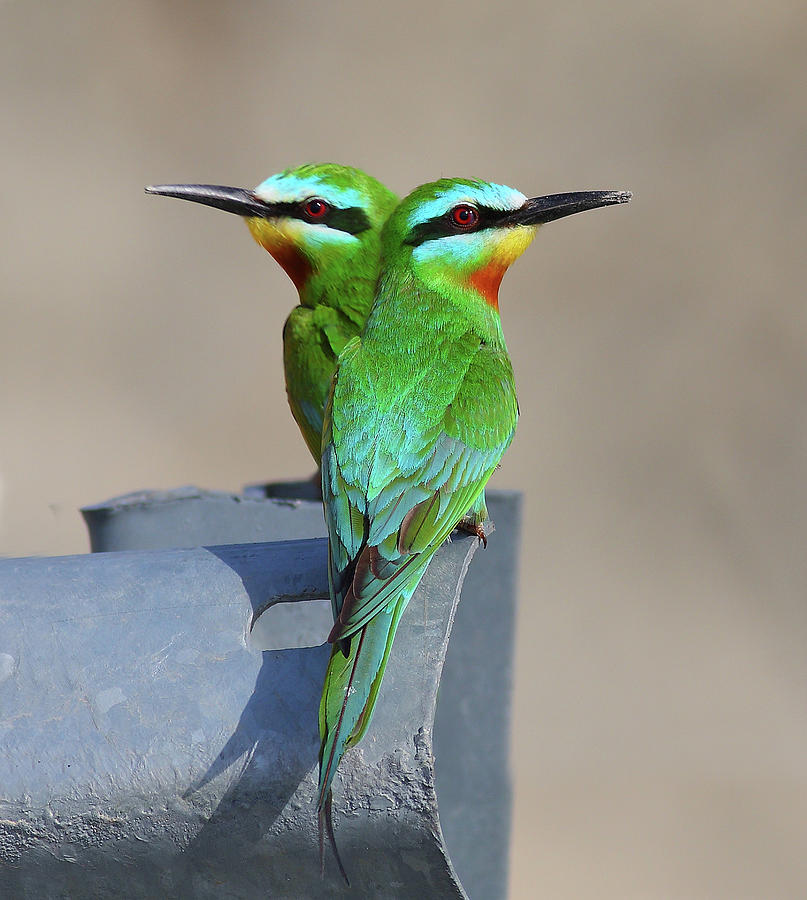 Blue-cheeked Bee-eater Photograph by Zahoor Salmi