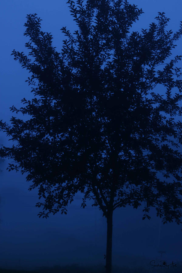 Blue Cherry Tree by Sandra Day Blue Cherry Tree by Sandra Day