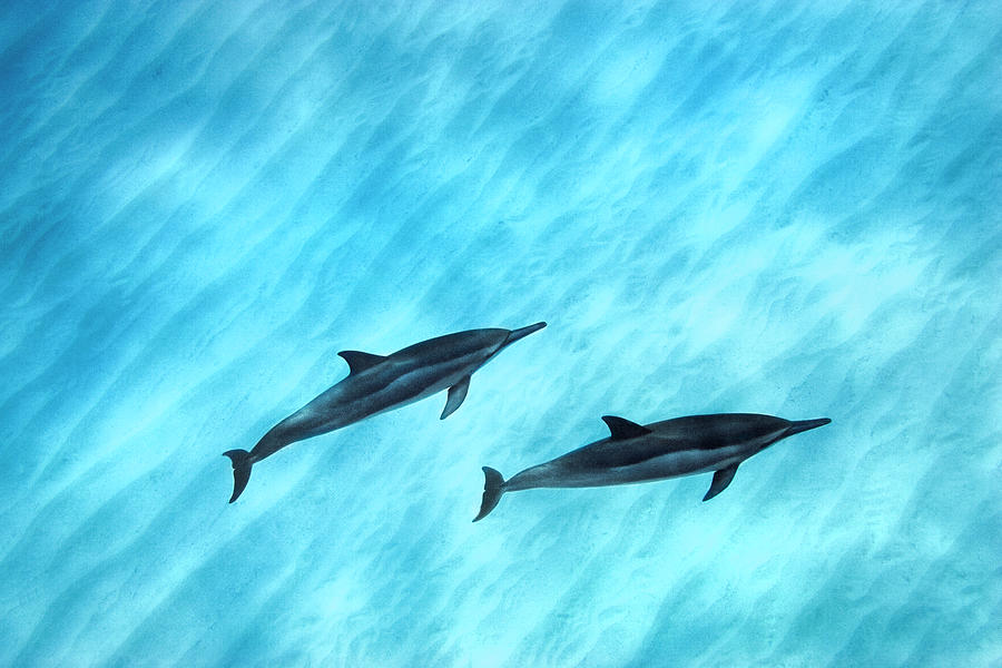 Dolphin Photograph - Blue Chill by Sean Davey