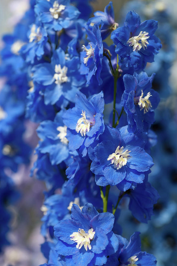 Blue Colored Delphinium Cobalt Dreams Photograph by Jenny Rainbow
