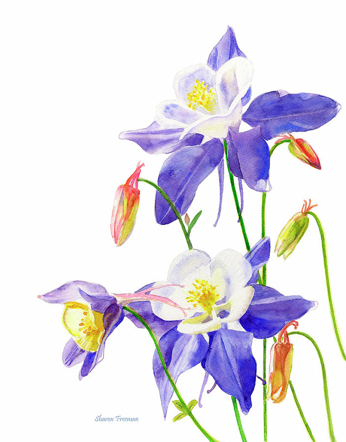 Flowers Still Life Painting - Blue Columbine Blossoms by Sharon Freeman