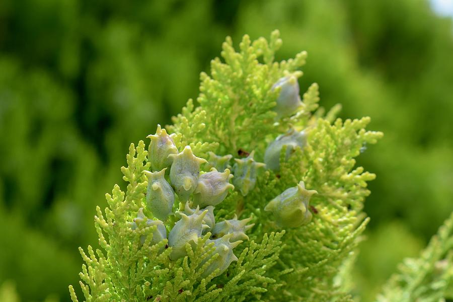 Blue Cone Arborvitae Photograph By Riley Bradford Pixels