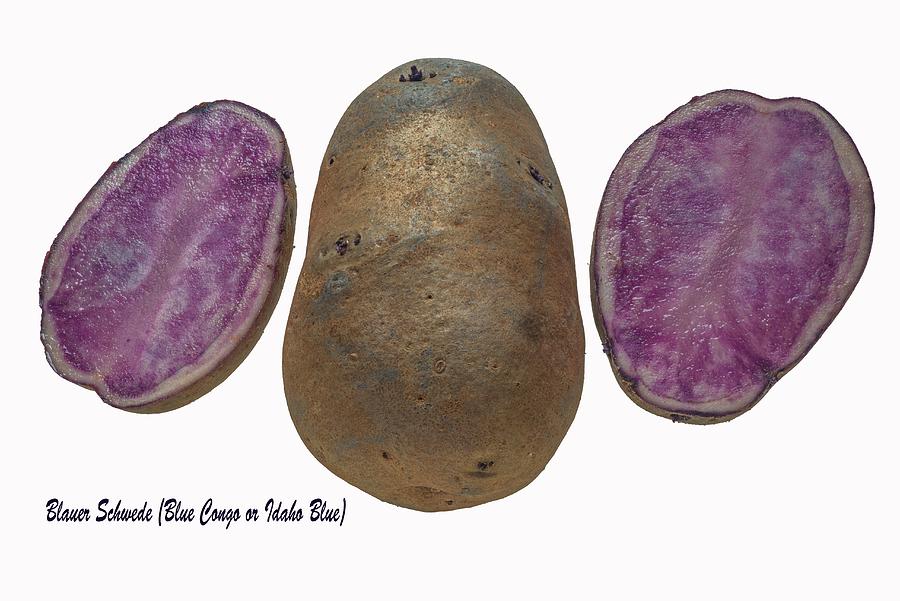 Blue Congo Potatoes On A White Surface Photograph by Dr. Martin Baumgrtner