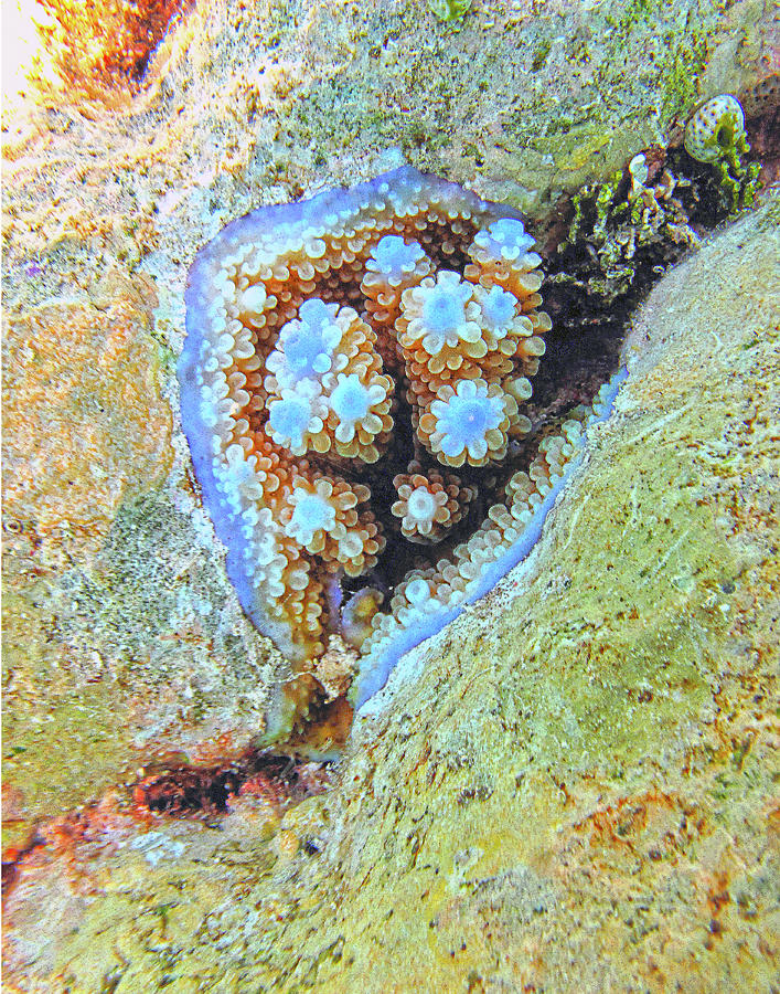 Nature Photograph - Blue Coral by Susan Burger Nature Photograph - Blue Coral by Susan Burger