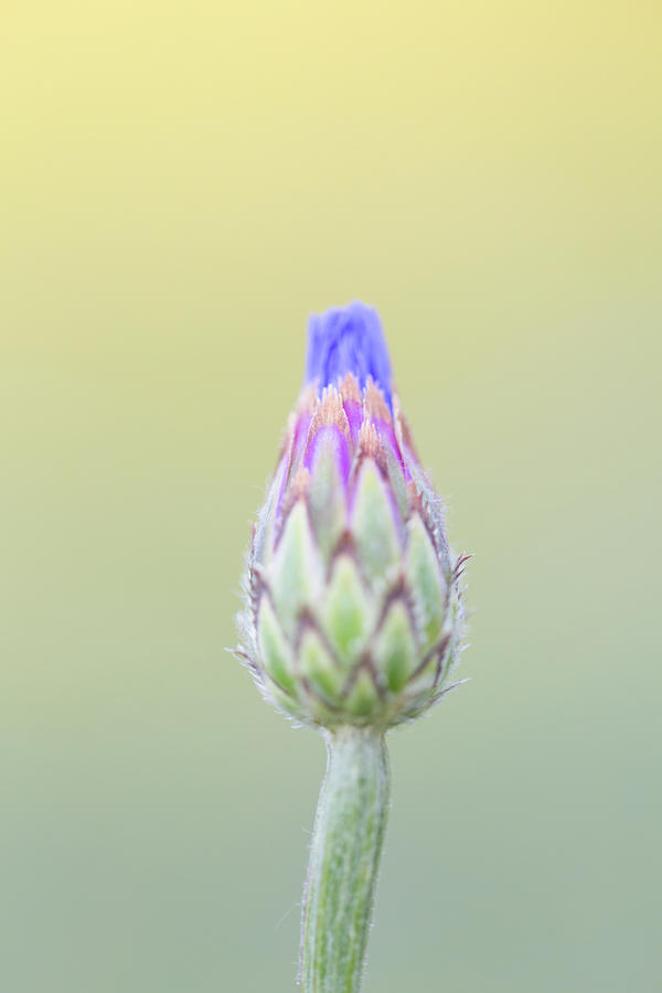 Blue Cornflower flower bud Photograph by Anita Nicholson